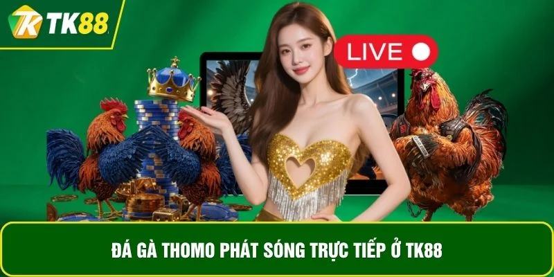 Đá gà Thomo phát sóng trực tiếp ở TK88