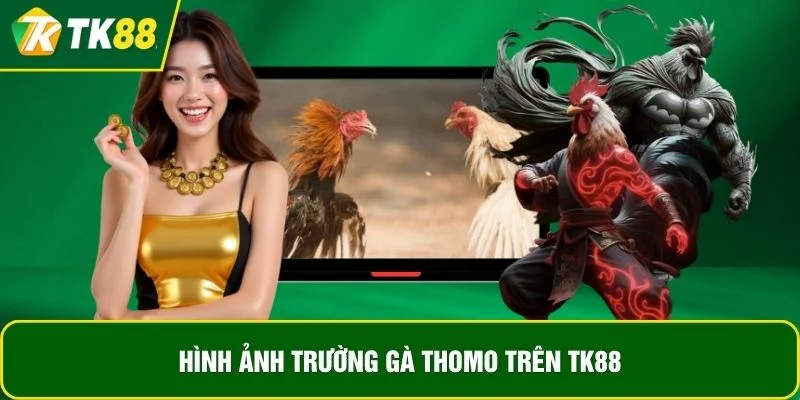 Hình ảnh trường gà Thomo trên TK88